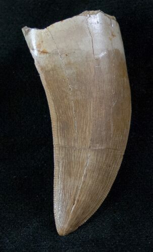 Top Quality Tyrannosaur Tooth - Montana #13532